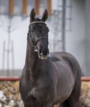 Sandokan mslt stallion20 1040