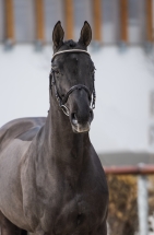 Sandokan mslt stallion20 1049
