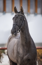 Sandokan mslt stallion20 1051